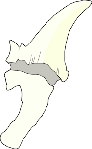 wyvern